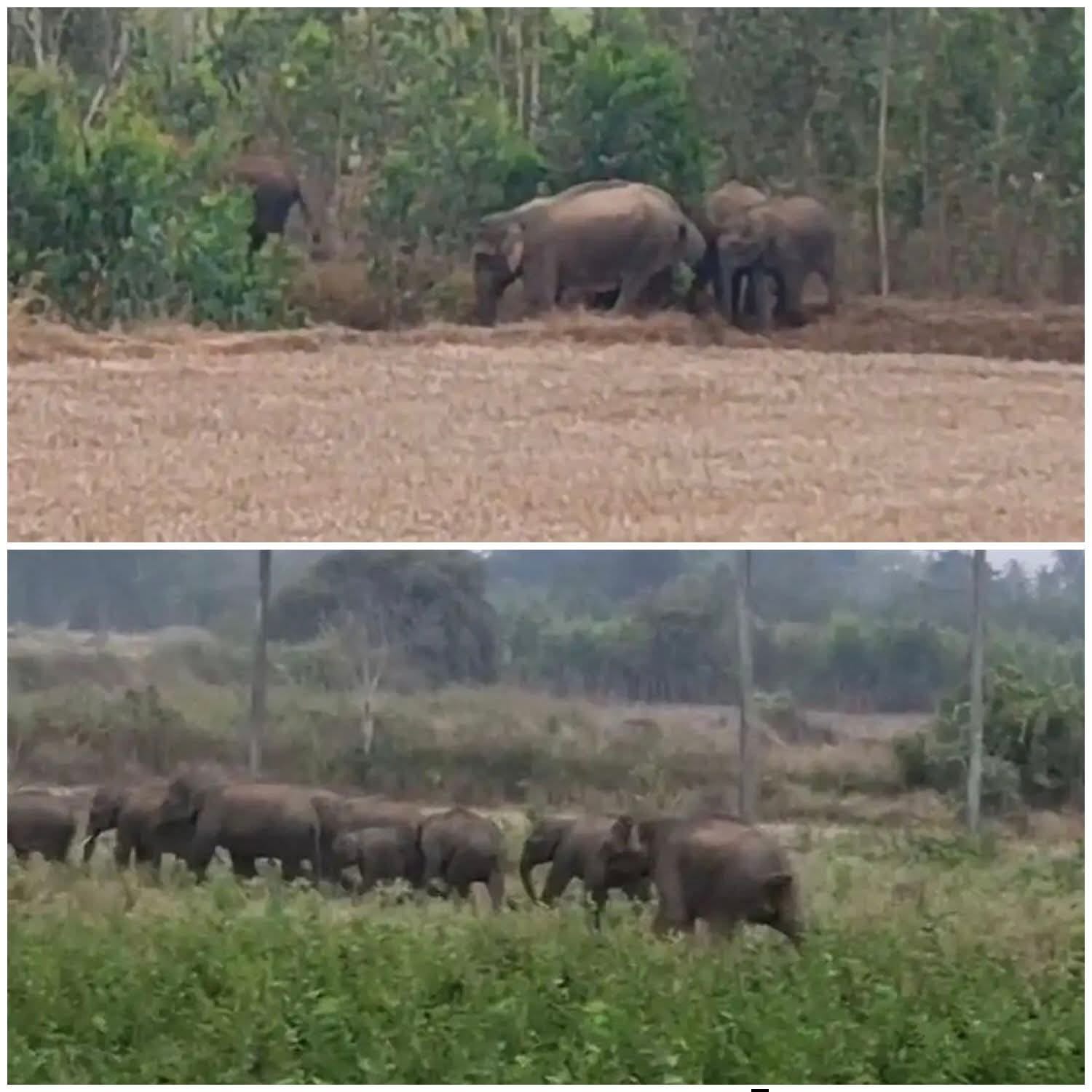 ಆನೇಕಲ್: ಕಾಡಾನೆಗಳ ಹಿಂಡು ಗ್ರಾಮೀಣಕ್ಕೆ – ಒಂದೇ ತಿಂಗಳು 4 ಬಾರಿ ಭಯಸೃಷ್ಟಿ!