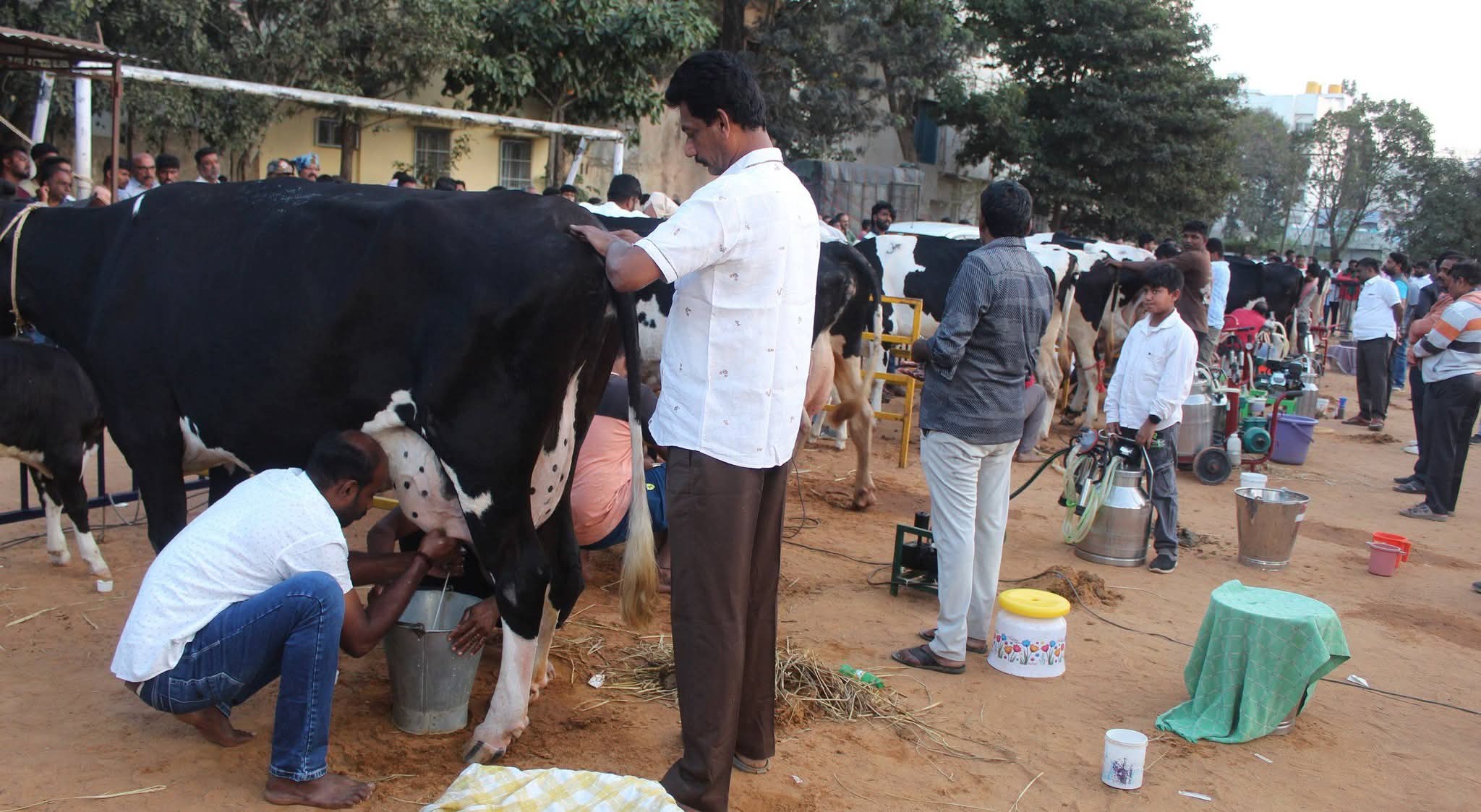 ಅಧಿಕ ಹಾಲು ಕರೆಯುವ ಸ್ಪರ್ಧೆ: ನಾಳೆ ದೊಡ್ಡಬಳ್ಳಾಪುರಕ್ಕೆ ಡಿ.ಕೆ ಸುರೇಶ್ ಆಗಮನ